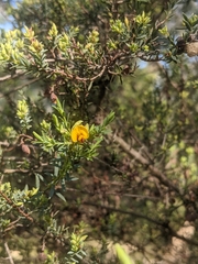 Eutaxia diffusa, photograph Jacob Moore, CC BY, iNaturalist via GBIF