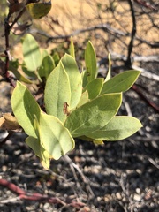 Arctostaphylos rainbowensis