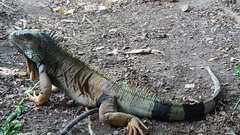 Iguana iguana