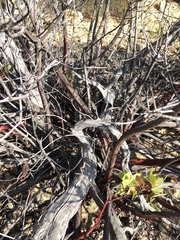 Arctostaphylos rainbowensis