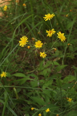 Hieracium subpellucidum