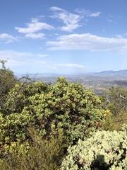 Arctostaphylos rainbowensis