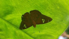 Capila phanaeus