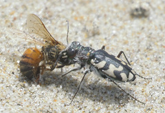 Cicindela latesignata