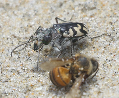 Cicindela latesignata