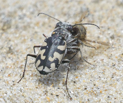 Cicindela latesignata