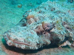 Cymbacephalus beauforti