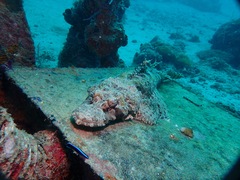 Cymbacephalus beauforti