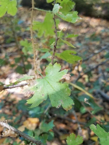 Canyon Gooseberry foliage