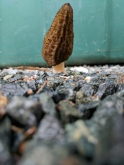 Morchella importuna
