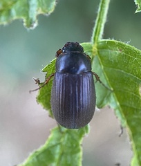 Serica anthracina