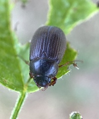 Serica anthracina