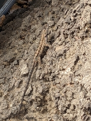 Sceloporus occidentalis