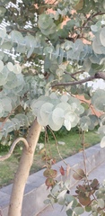 Eucalyptus cinerea