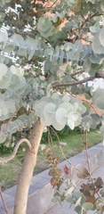 Eucalyptus cinerea