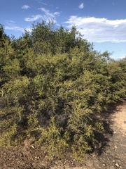 Ceanothus pendletonensis