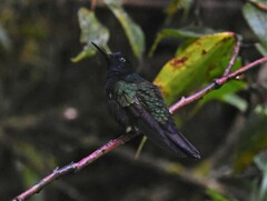 Boissonneaua jardini