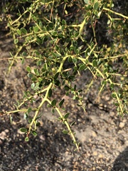 Ceanothus pendletonensis