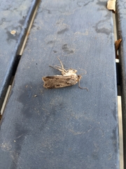 Feltia subterranea