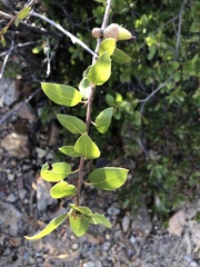 Quercus wislizeni frutescens