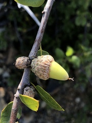 Quercus wislizeni frutescens