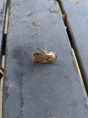 Feltia subterranea