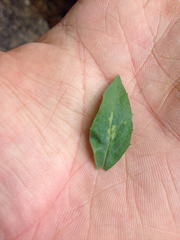 Caprifoliaceae