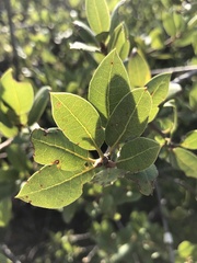 Quercus wislizeni frutescens