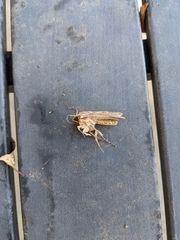 Feltia subterranea