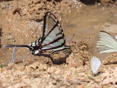Protographium epidaus epidaus
