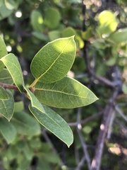 Quercus wislizeni frutescens