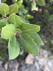 Quercus wislizeni frutescens