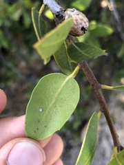 Quercus wislizeni frutescens