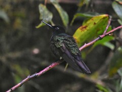 Boissonneaua jardini