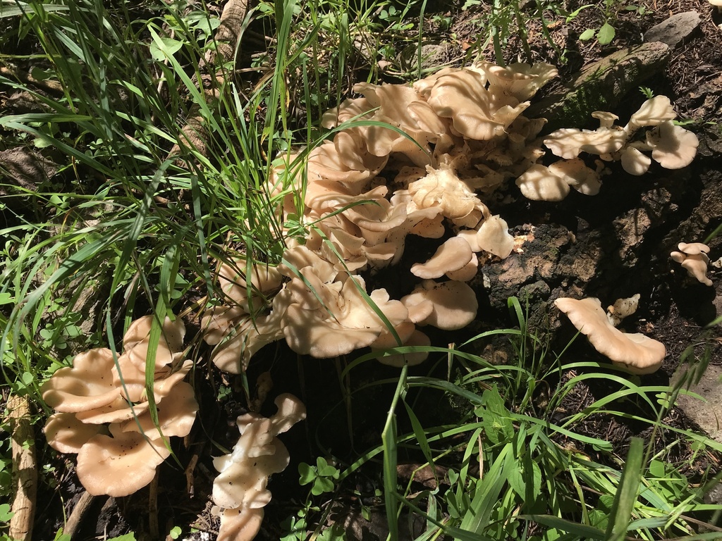 summer oyster mushroom in August 2022 by Matthew Lachiusa · iNaturalist