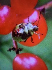 Elasmostethus interstinctus