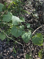 Zehneria scabra