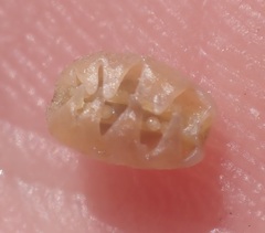 Allionia choisyi