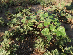 Proboscidea althaeifolia