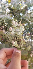 Eucalyptus cinerea
