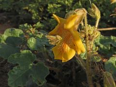 Proboscidea althaeifolia