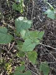 Zehneria scabra