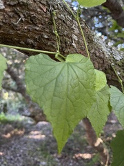 Zehneria scabra