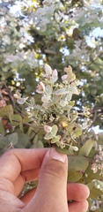 Eucalyptus cinerea