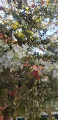 Eucalyptus cinerea