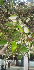 Magnoliopsida