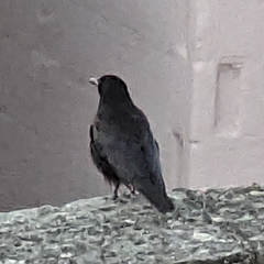 Corvidae