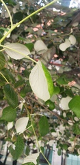 Magnoliopsida