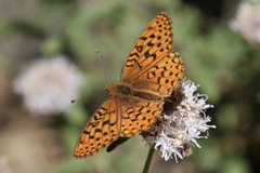 Speyeria egleis