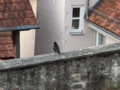 Corvidae